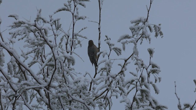 Gila Woodpecker - ML541255191