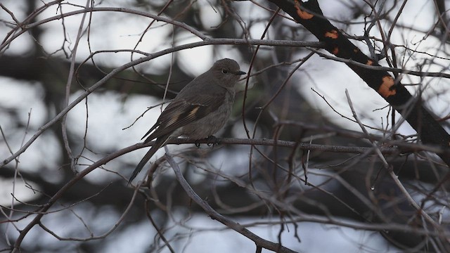Townsend's Solitaire - ML541255461