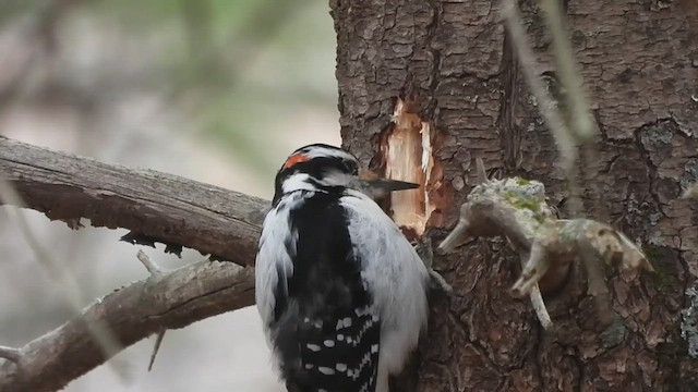 セジロアカゲラ（villosus グループ） - ML541258421