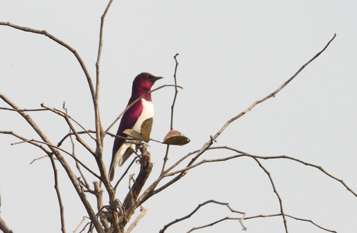 Violet-backed Starling - ML541258651