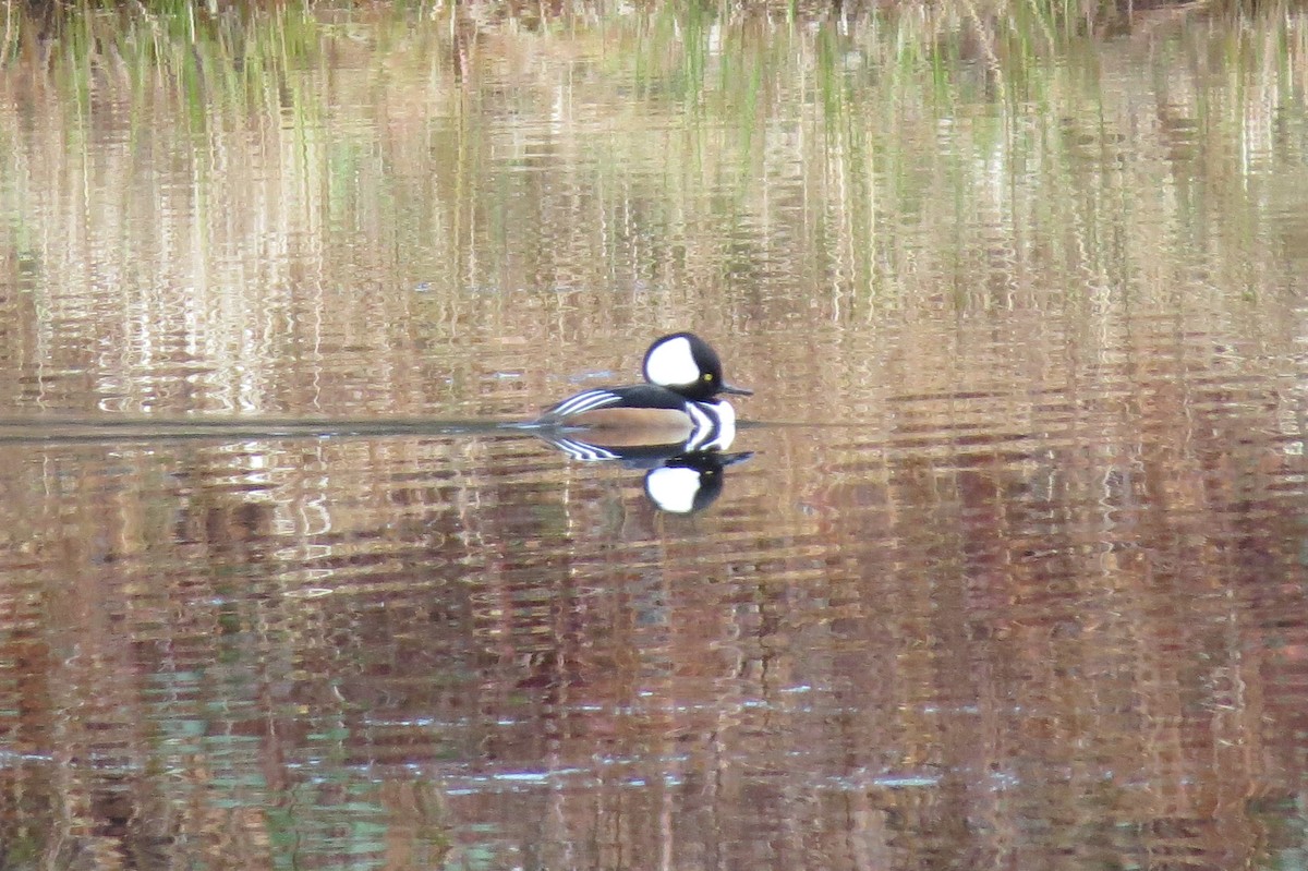 Hooded Merganser - Birdabel Birding