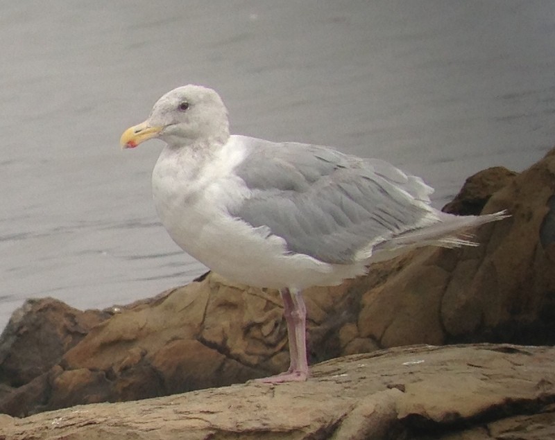 Glaucous-winged Gull - ML54125881