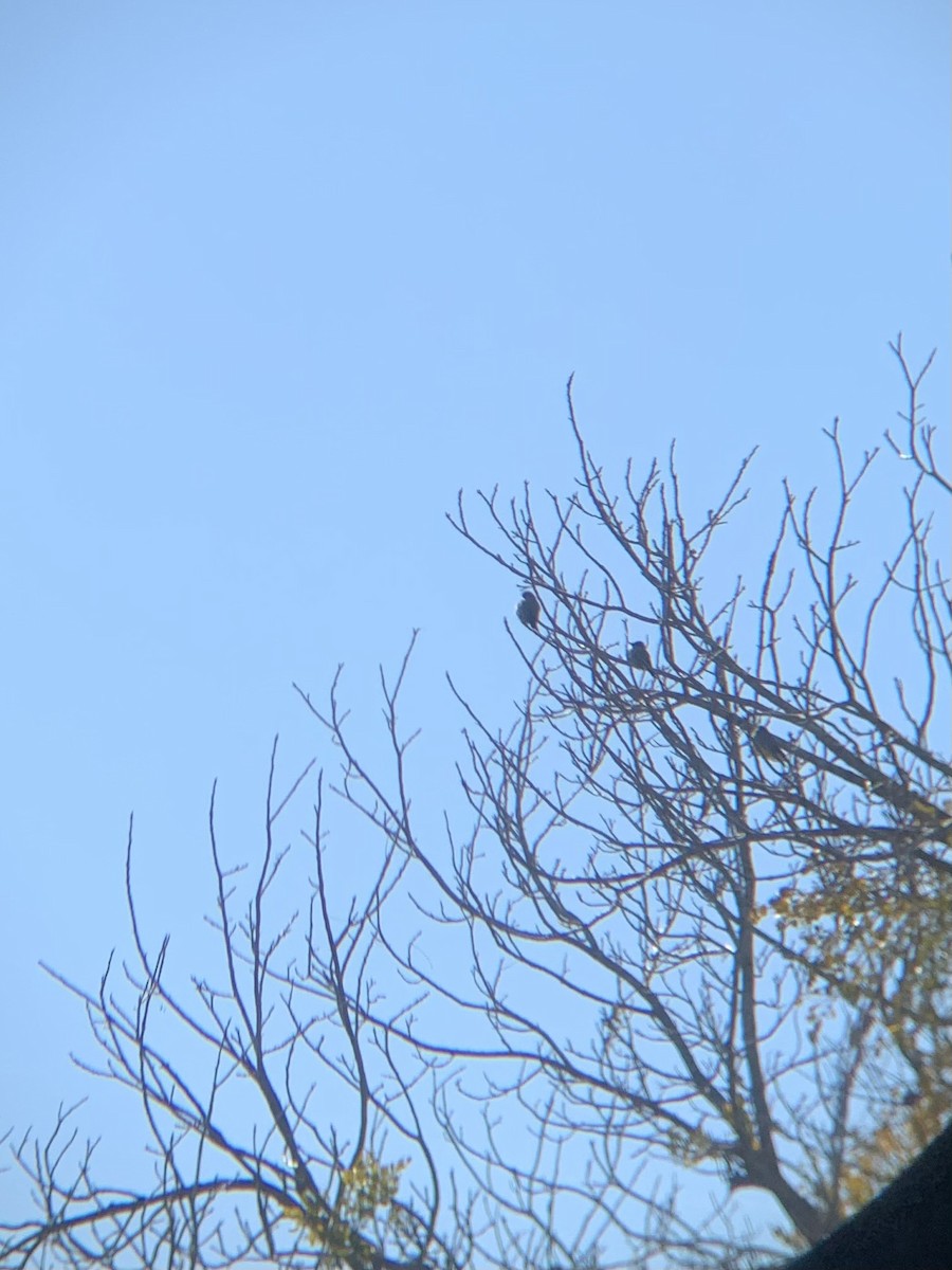 Cassin's Kingbird - Carlos Mendoza