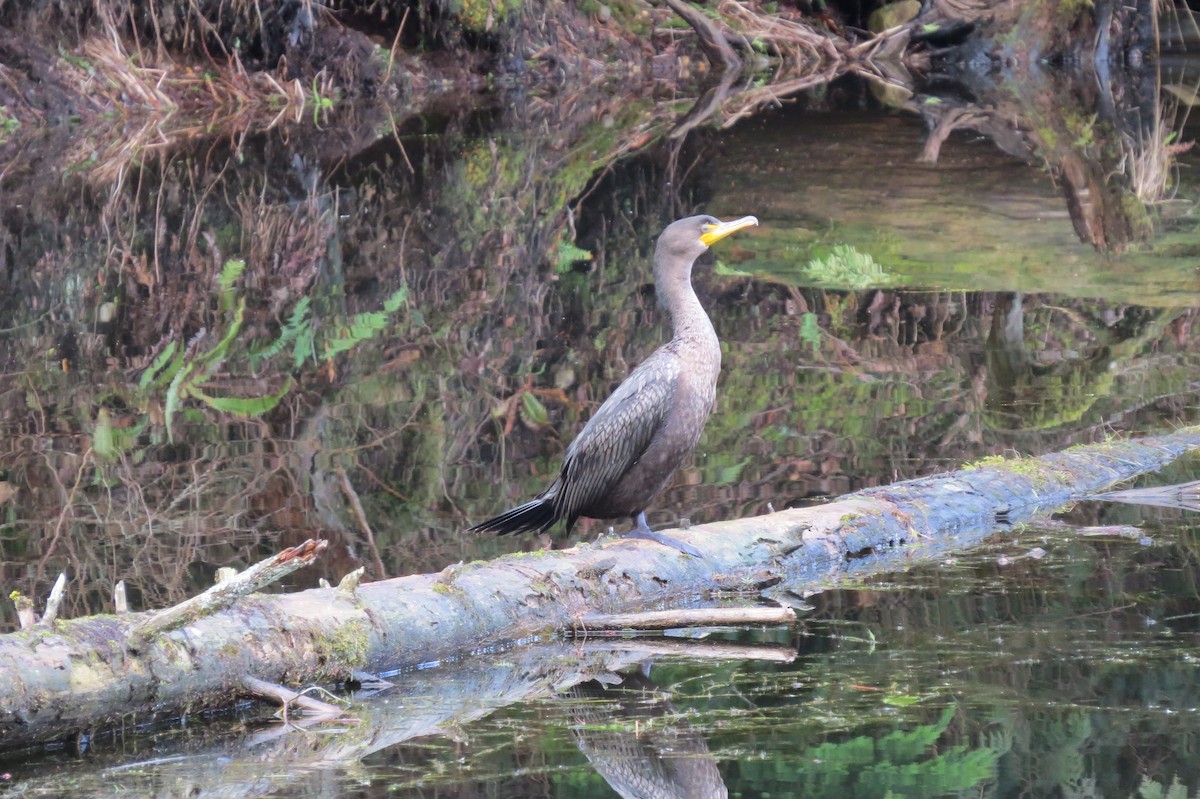 Cormoran à aigrettes - ML541259071