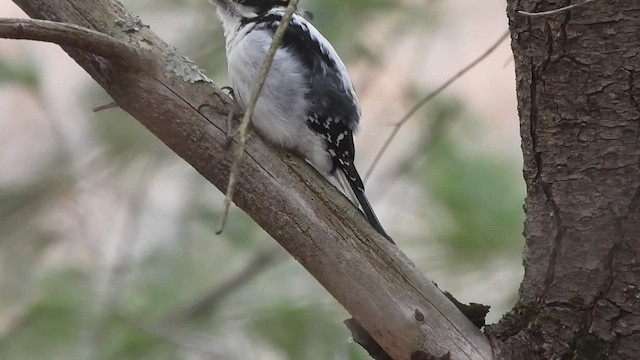 Hairy Woodpecker (Eastern) - ML541259191