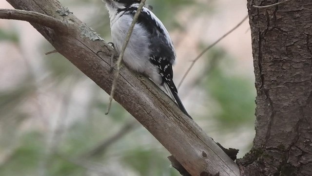 セジロアカゲラ（villosus グループ） - ML541259191