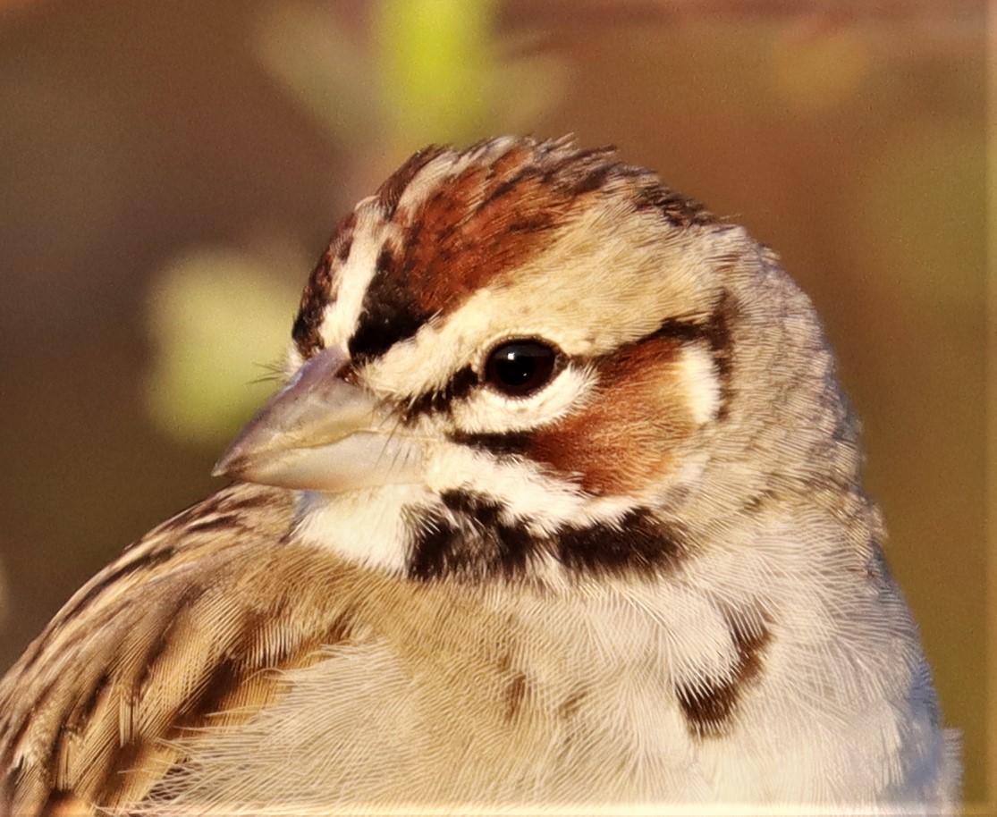 Lark Sparrow - ML541259431