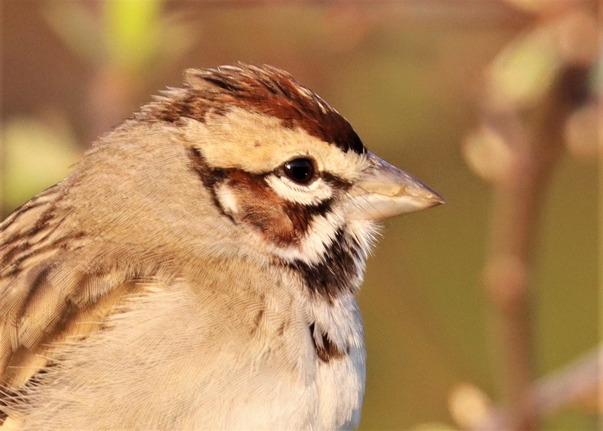 Lark Sparrow - ML541259511