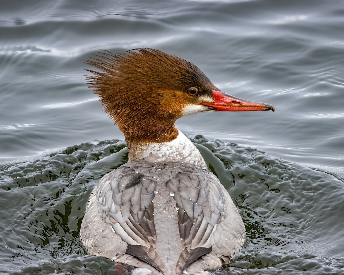 Common Merganser - Krystyn Scrbic