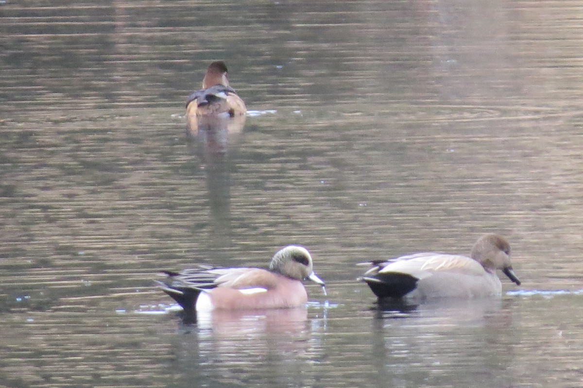 Gadwall - Birdabel Birding