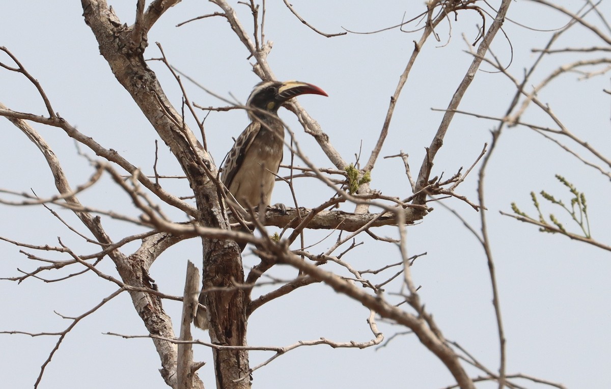 African Gray Hornbill - ML541260831