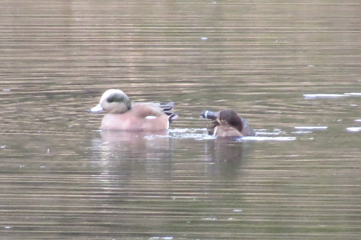 American Wigeon - Birdabel Birding