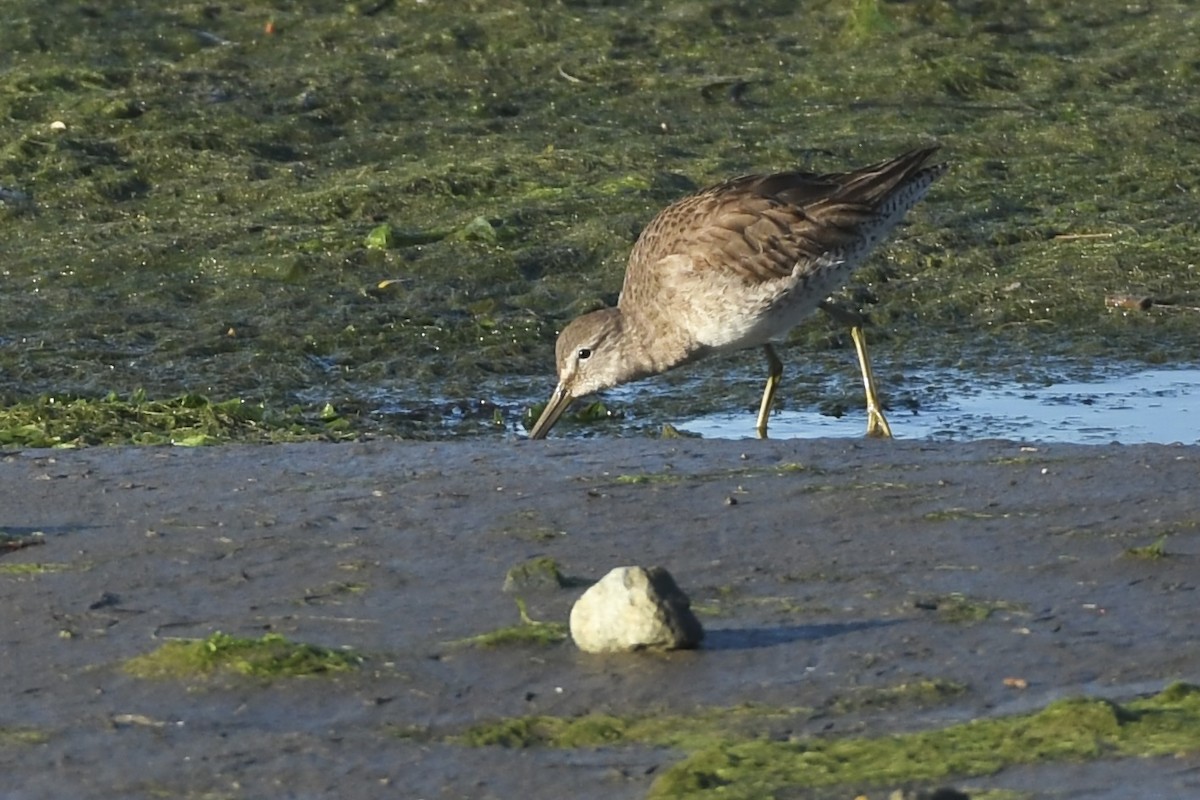 Long-billed Dowitcher - ML541261991