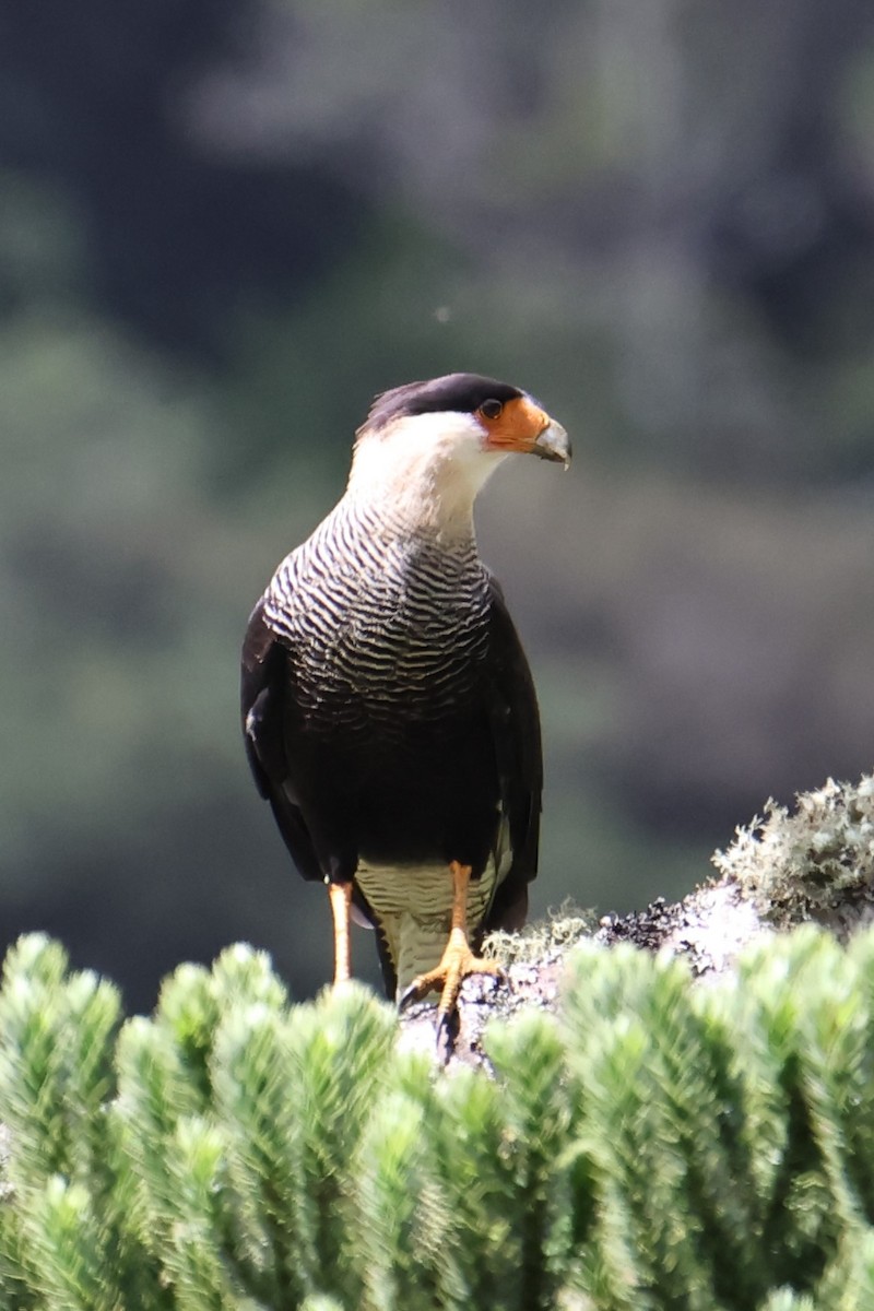 Crested Caracara - Christine Mazaracki