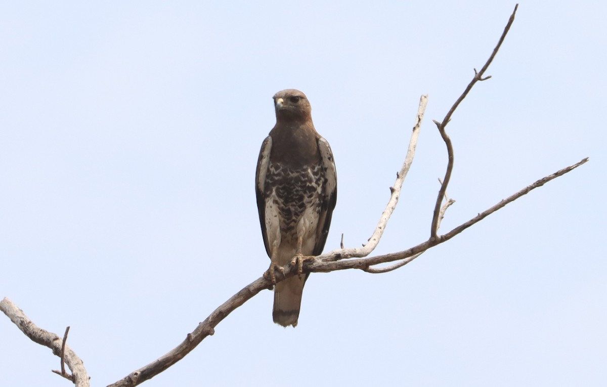 Red-necked Buzzard - ML541262861