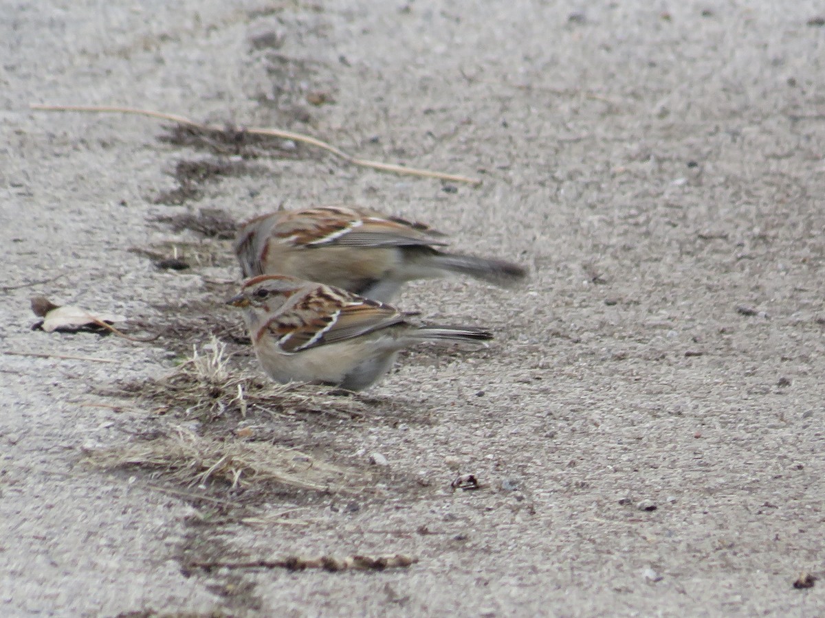 American Tree Sparrow - ML541262931