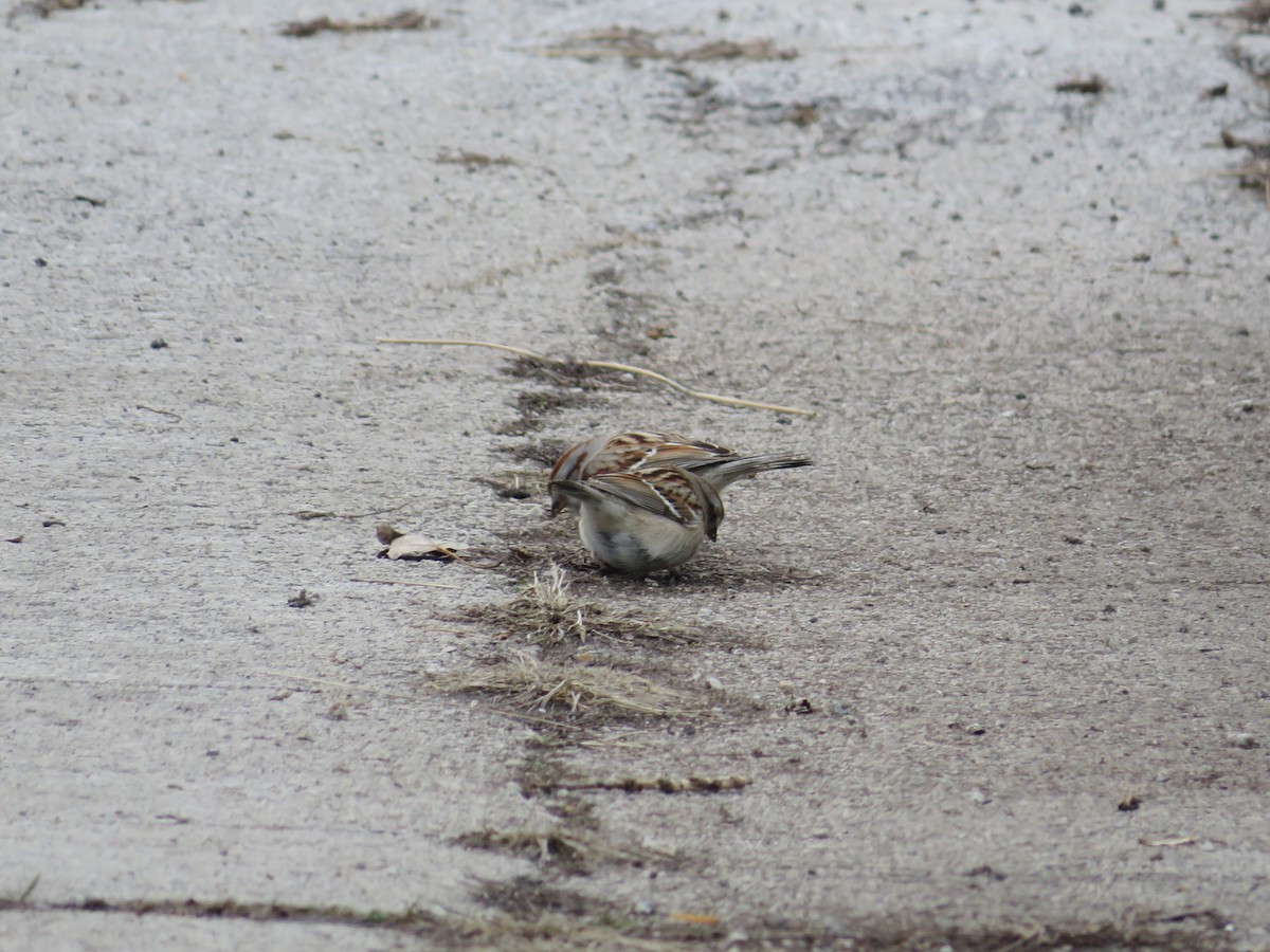 American Tree Sparrow - ML541262941
