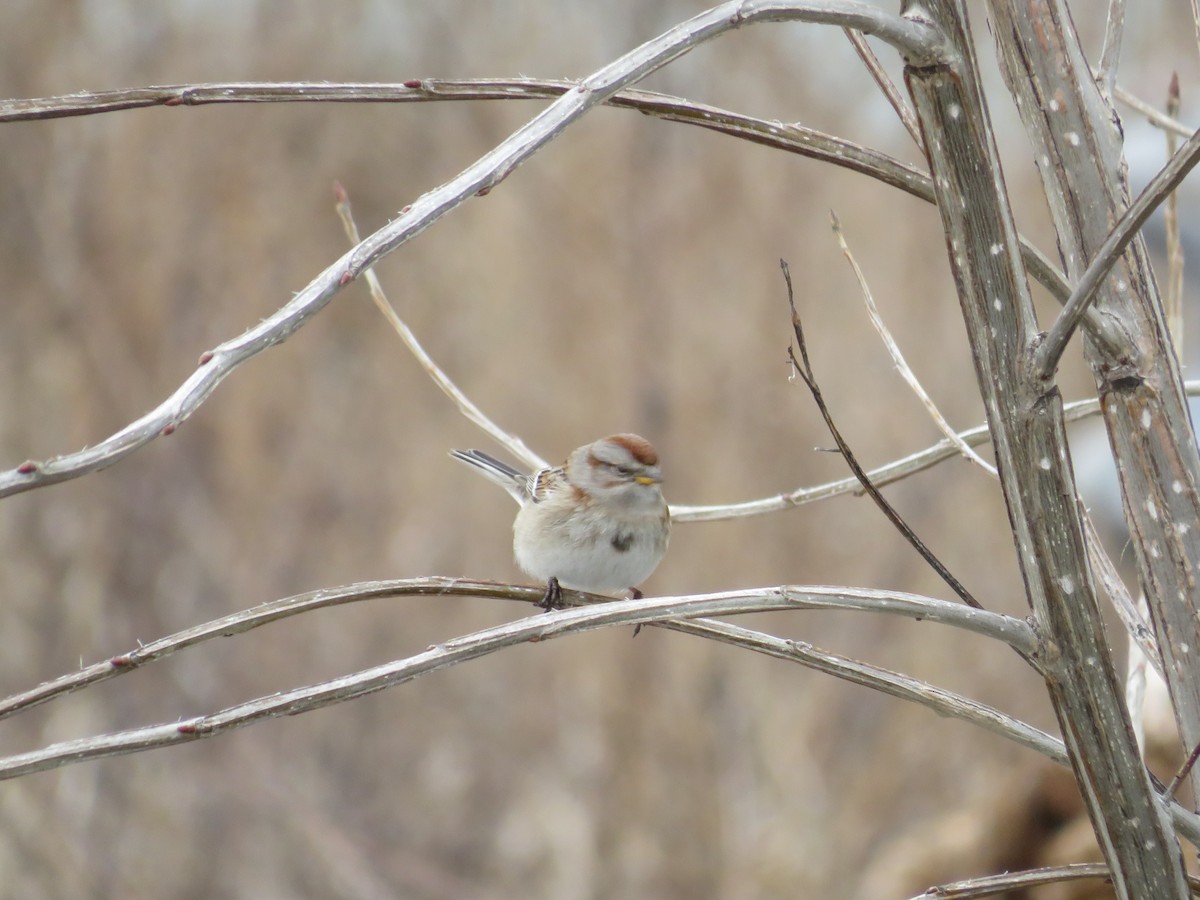 American Tree Sparrow - ML541262951