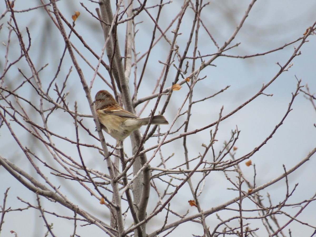 American Tree Sparrow - ML541262961