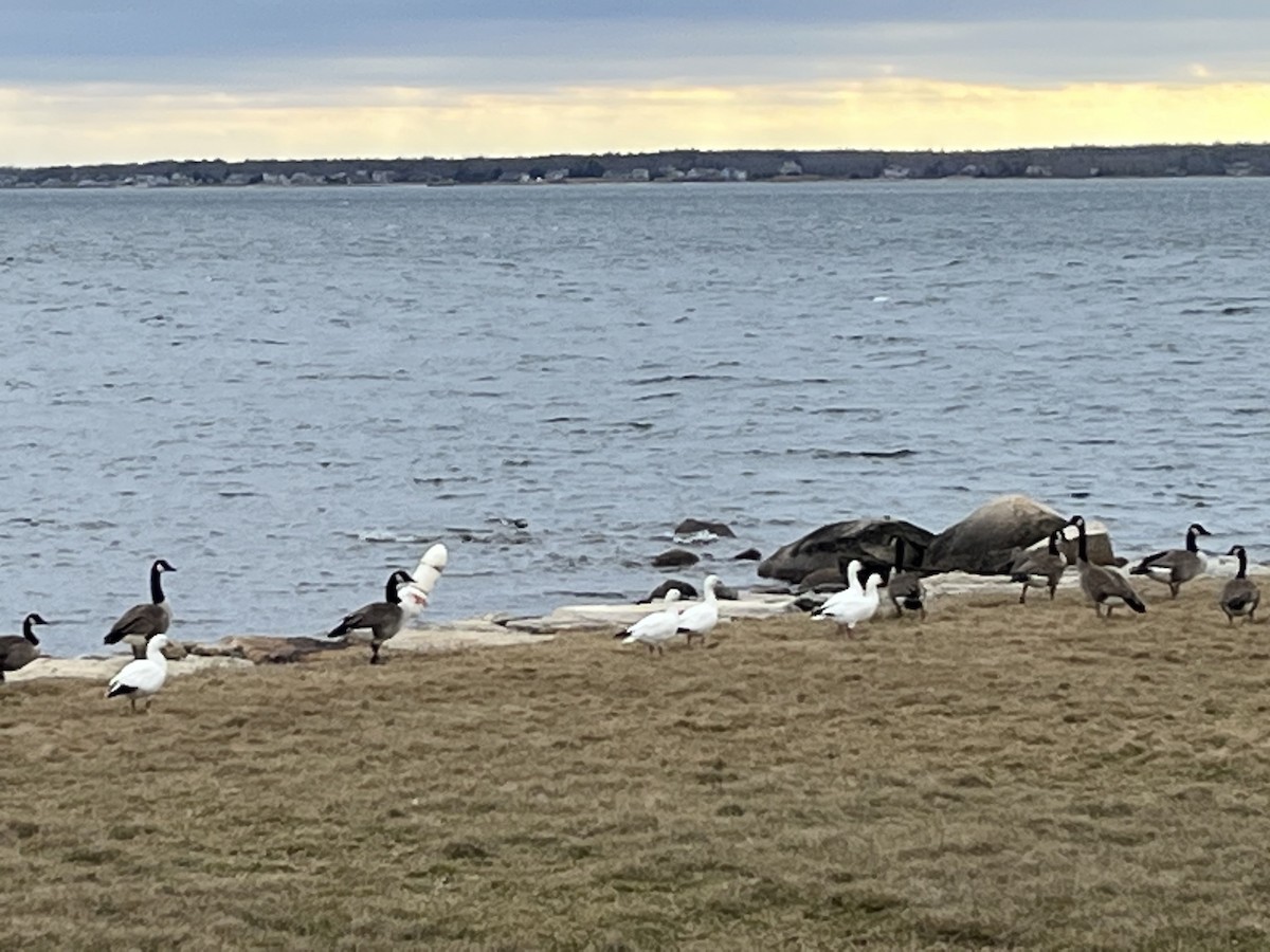 Ross's Goose - ML541263821