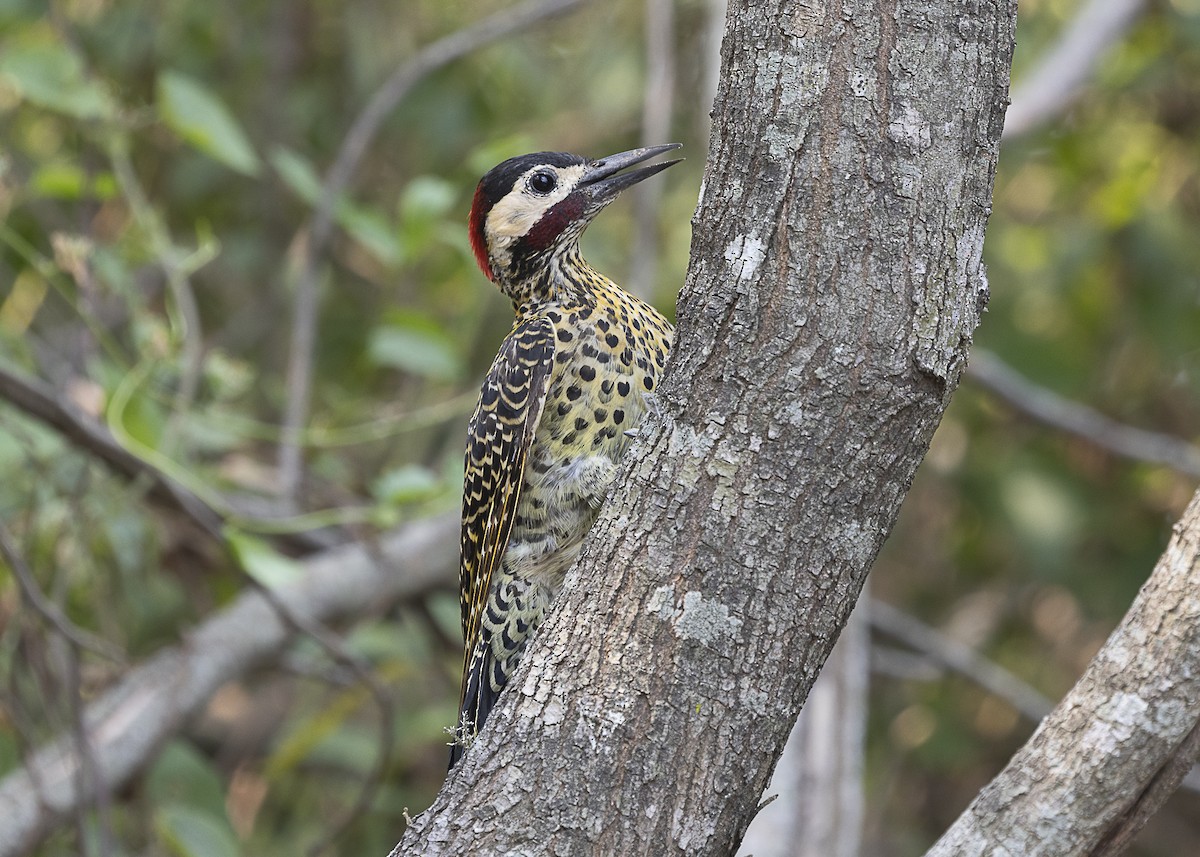 Green-barred Woodpecker - Silvia Faustino Linhares