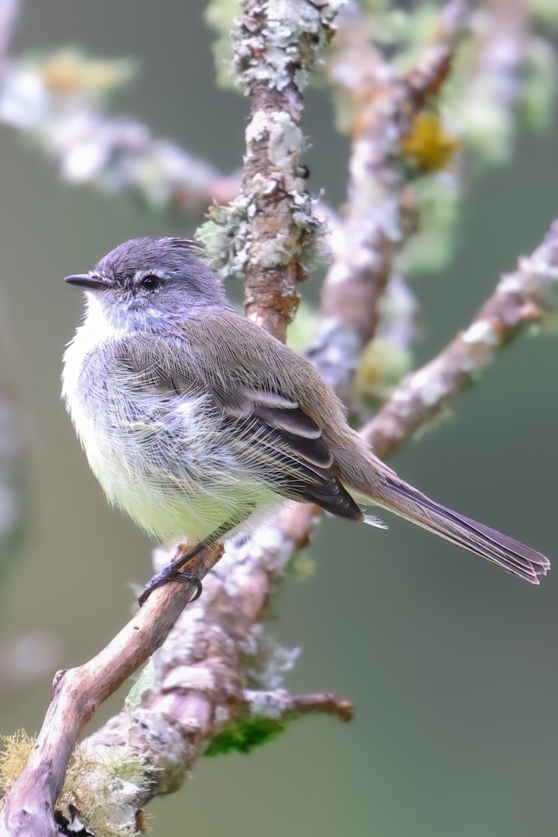 White-crested Tyrannulet - Christine Mazaracki