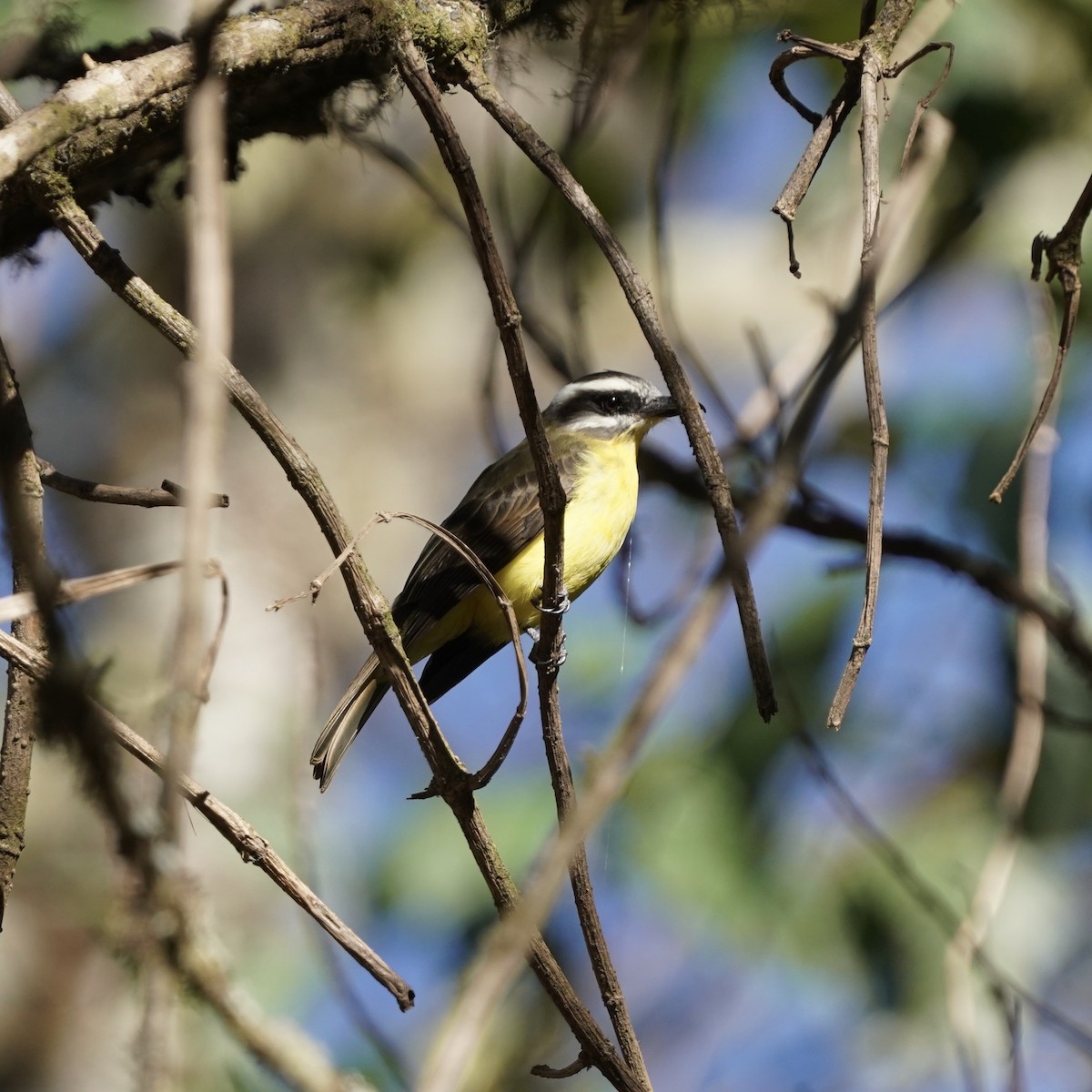 Golden-bellied Flycatcher - ML541264701