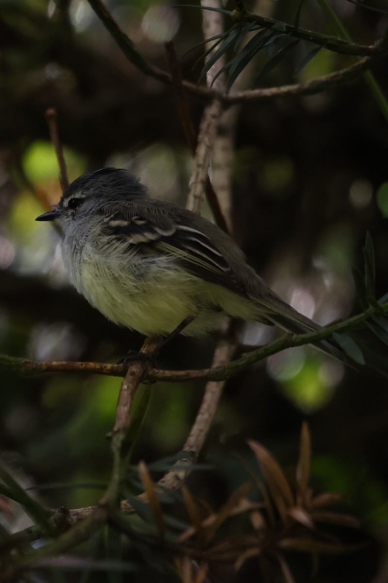 Planalto Tyrannulet - Christine Mazaracki