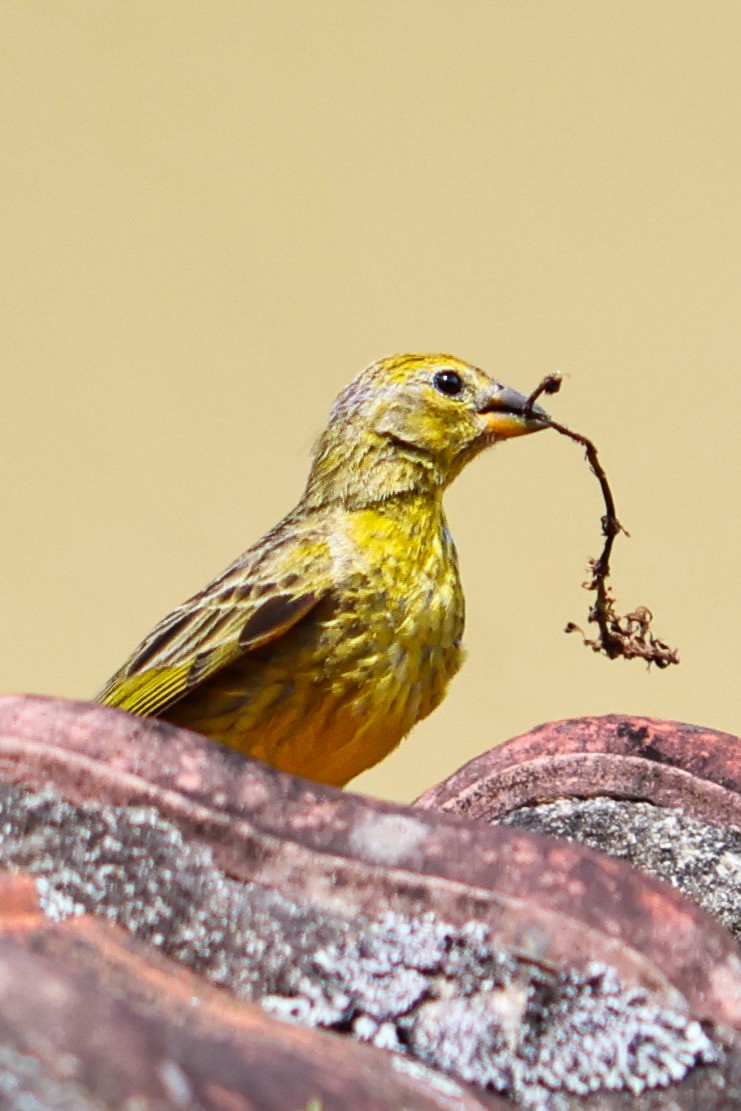 Saffron Finch - Christine Mazaracki