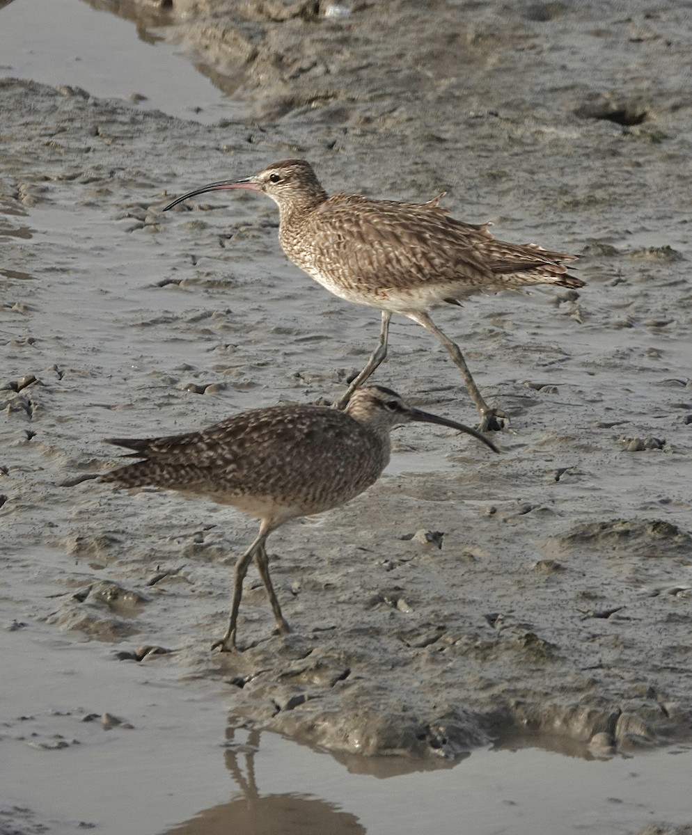 Whimbrel - ML541266411