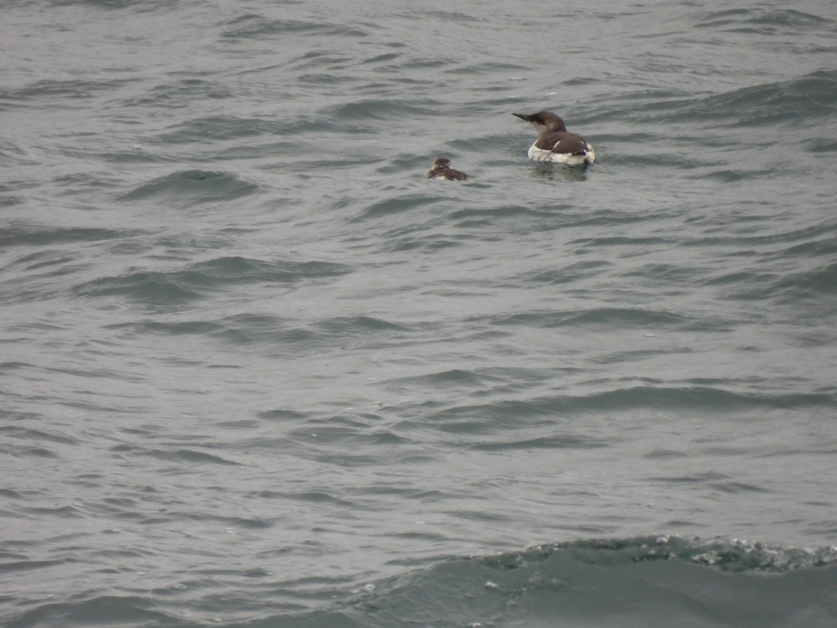Common Murre - ML541266841