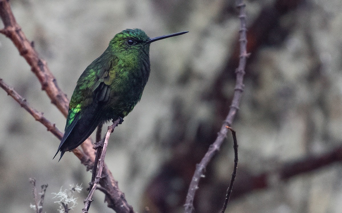 Black-thighed Puffleg - George Armistead | Hillstar Nature