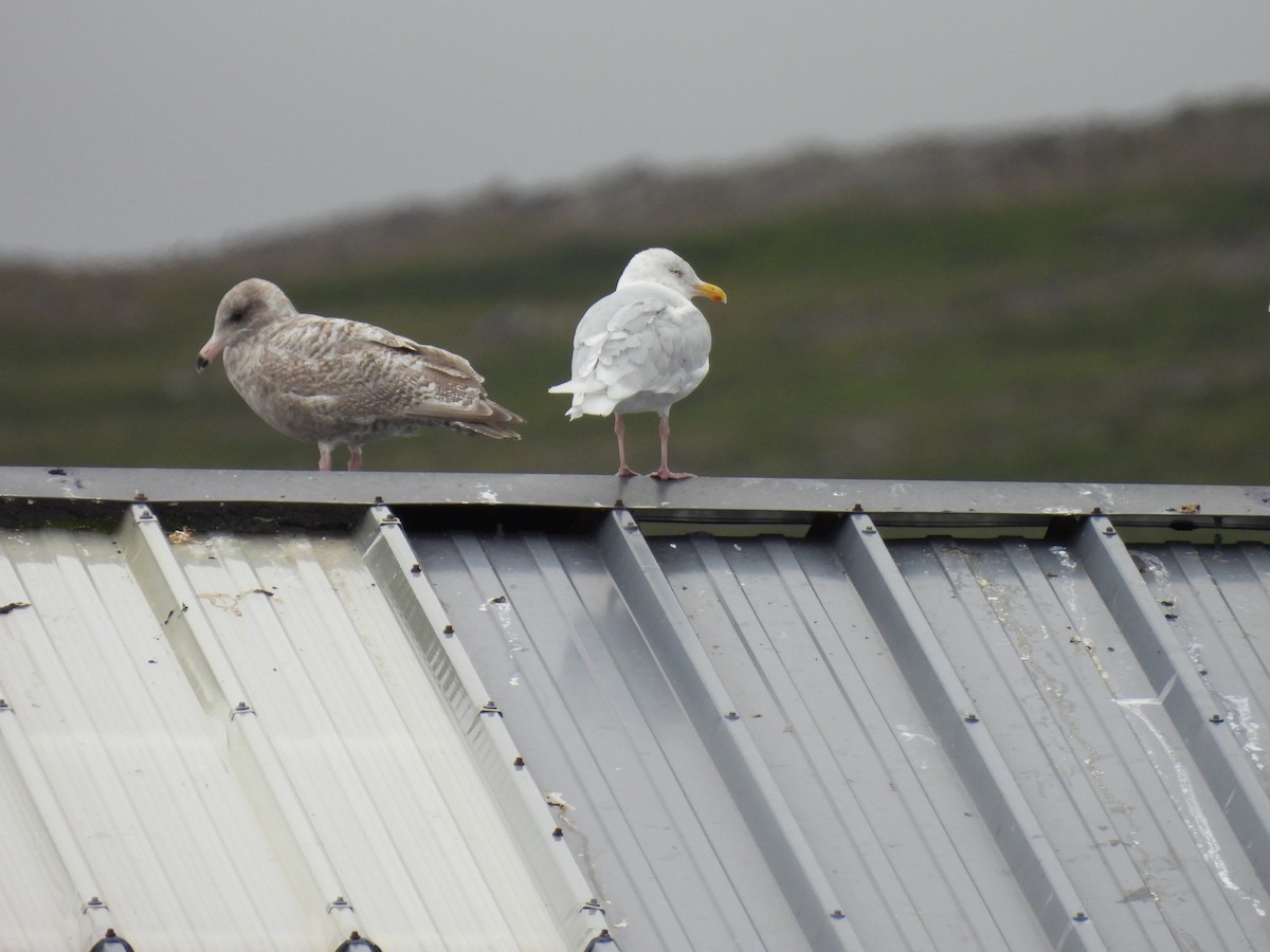 Glaucous Gull - ML541268221