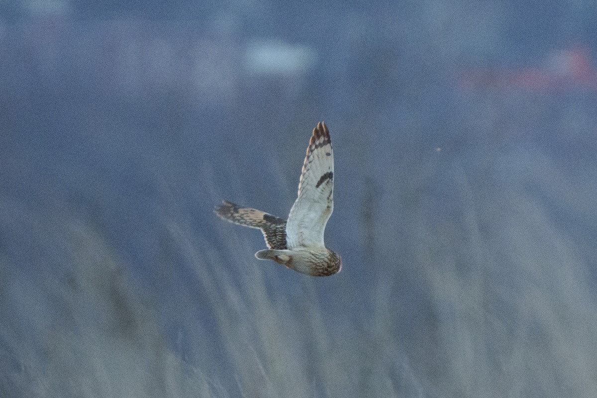 Short-eared Owl - ML541269551