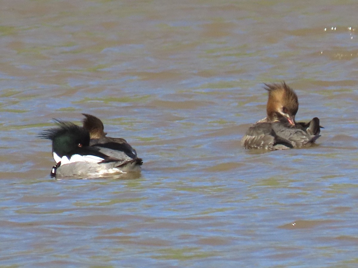 Red-breasted Merganser - ML541269871