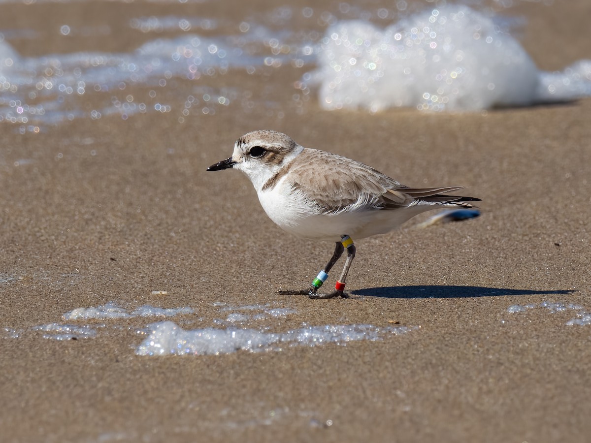 Snowy Plover - ML541271961