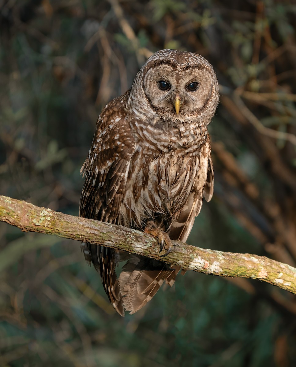 Barred Owl - ML541272961