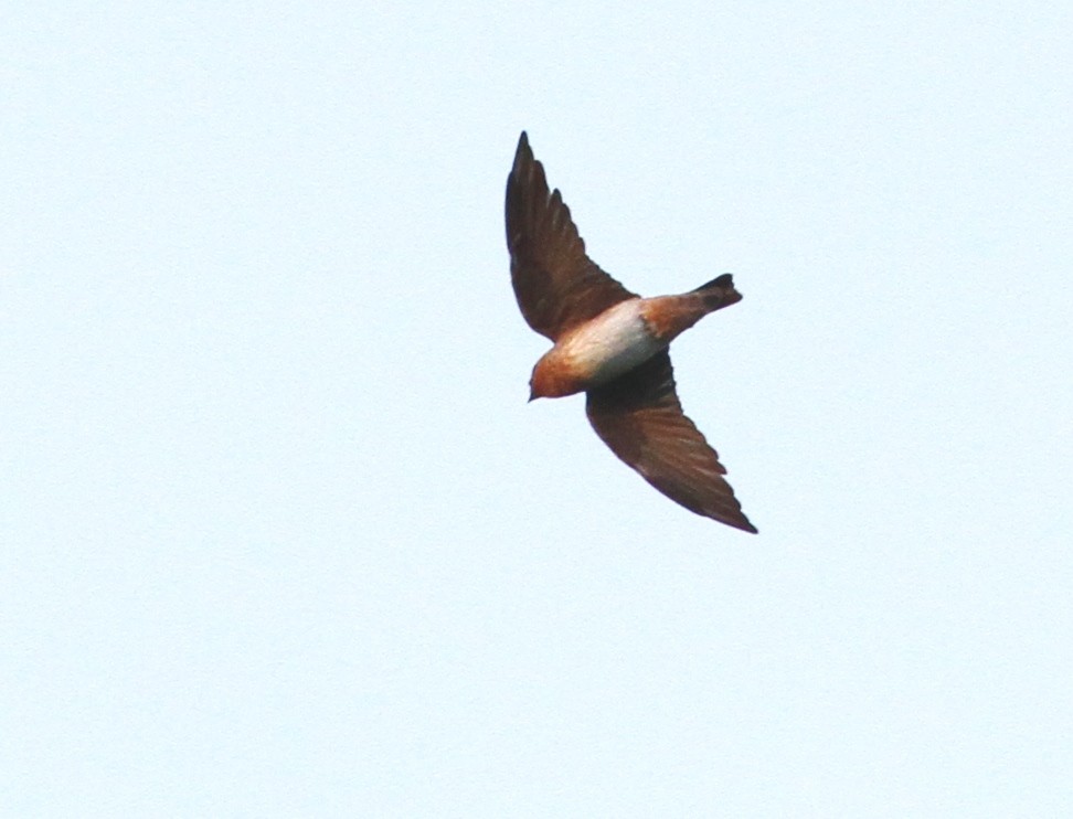 Cave Swallow - Georges Duriaux