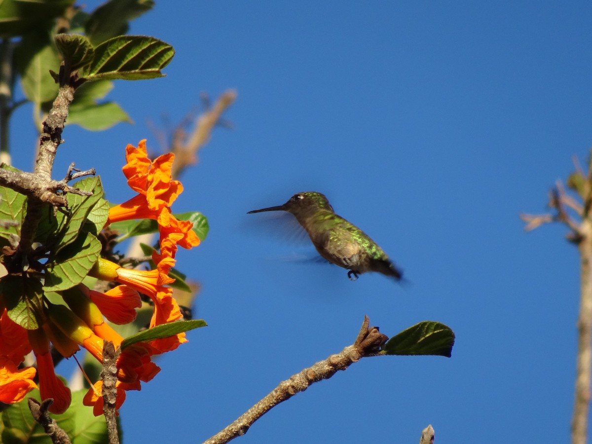 Ruby-throated Hummingbird - Adrian Gonzalez