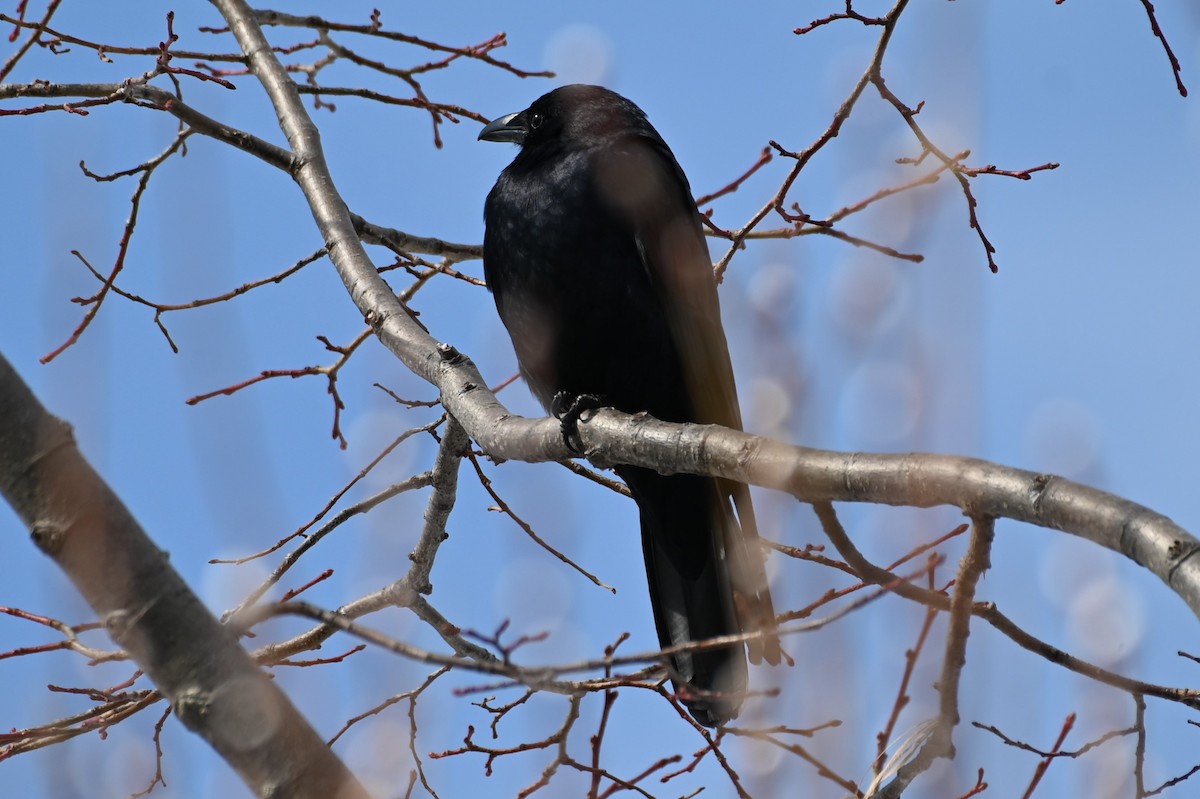 American Crow - ML541274811