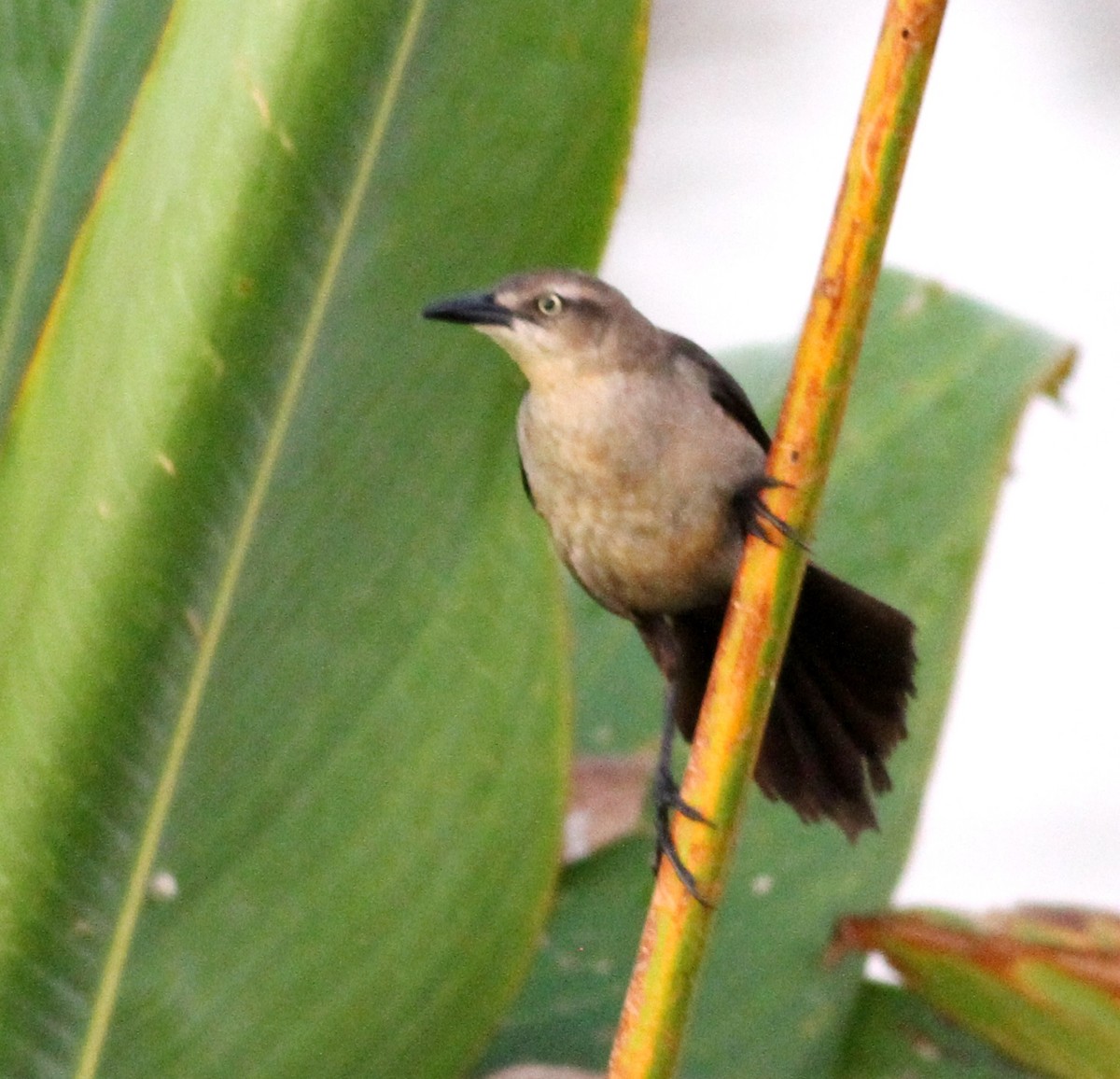 Nicaraguan Grackle - ML54127531