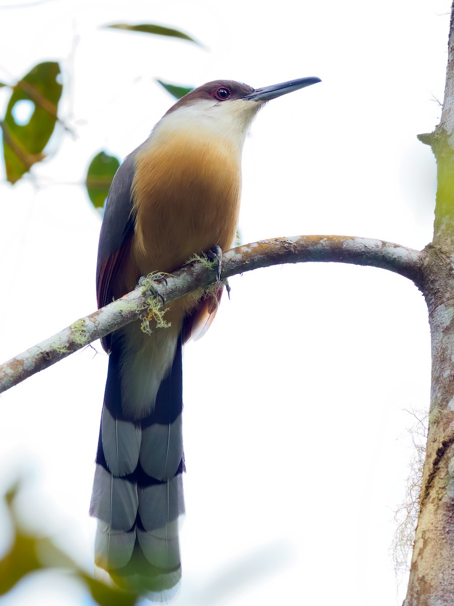 Jamaican Lizard-Cuckoo - ML541275771