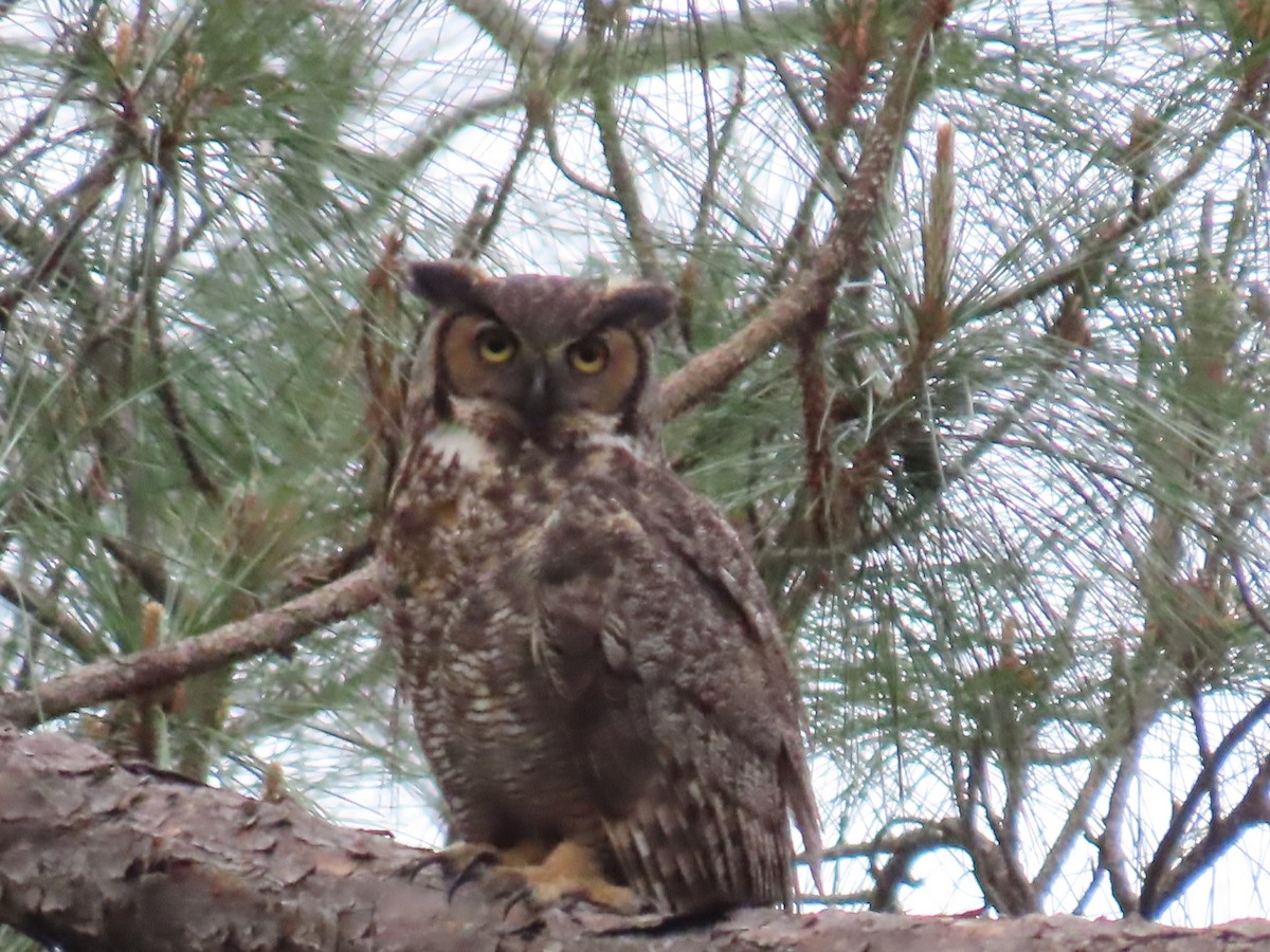 Great Horned Owl - ML541276701