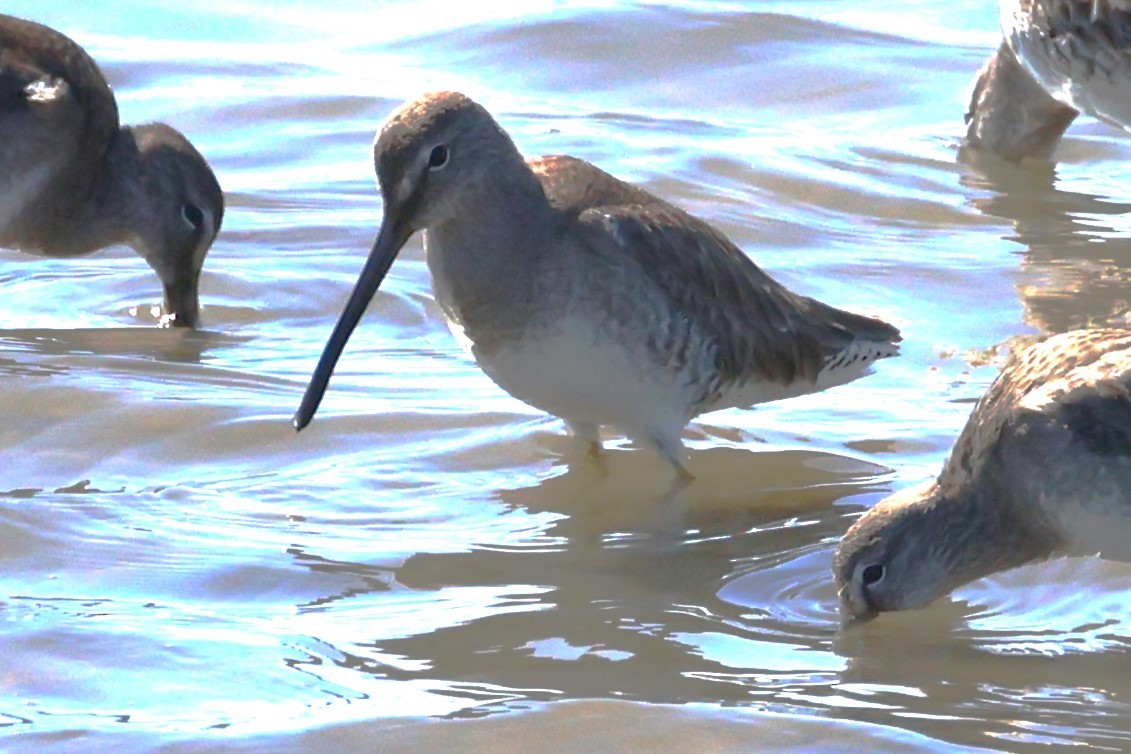Long-billed Dowitcher - ML541277051