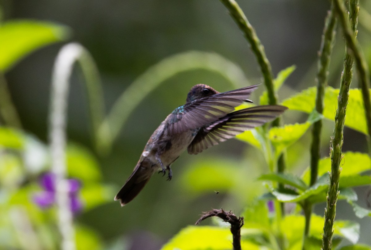 kolibřík safírový (ssp. bartletti) - ML541277321