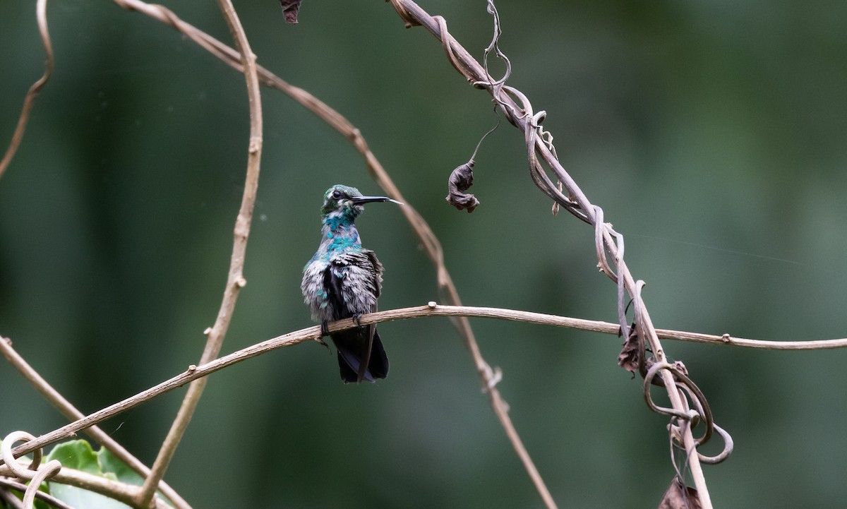 kolibřík modroocasý - ML541277431