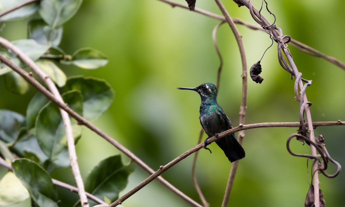 Blue-tailed Emerald - ML541277491