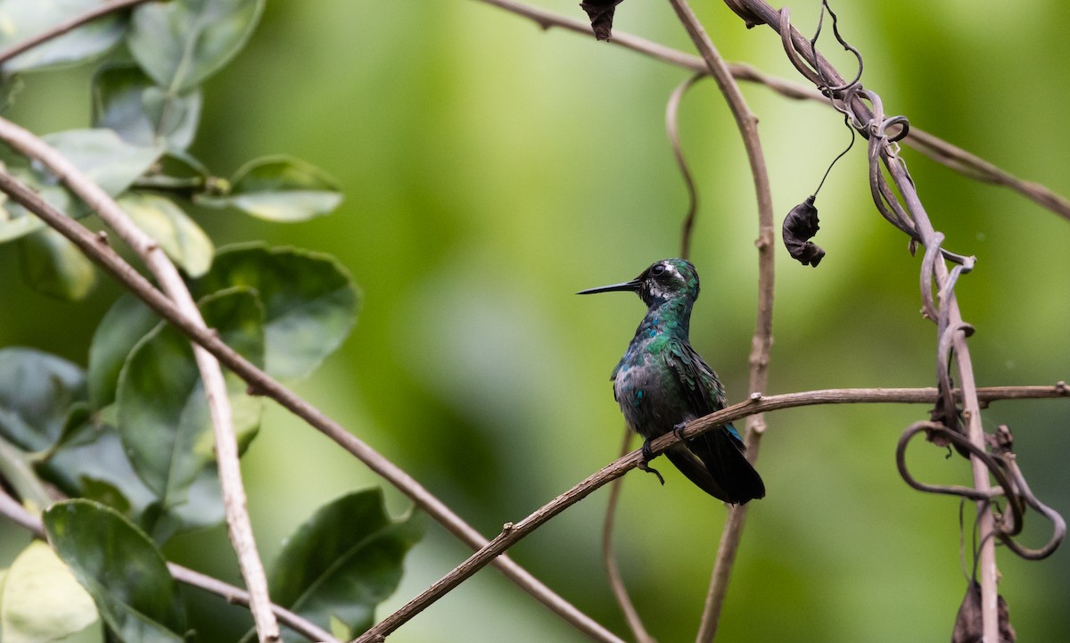 Blue-tailed Emerald - ML541277501