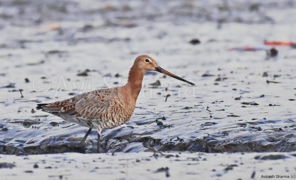 Black-tailed Godwit - ML54127871