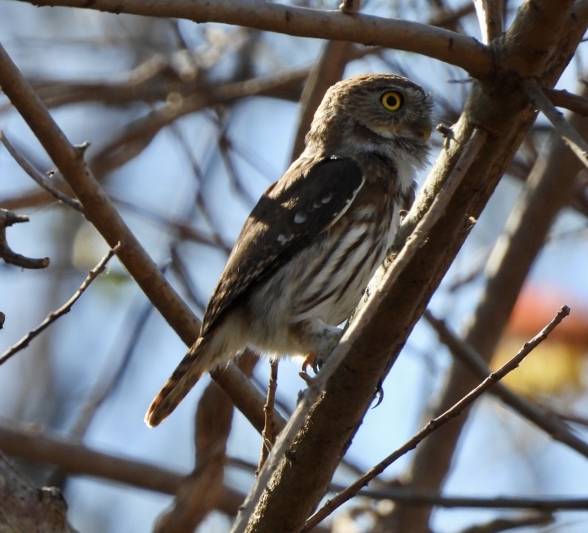 Ferruginous Pygmy-Owl - ML541278741